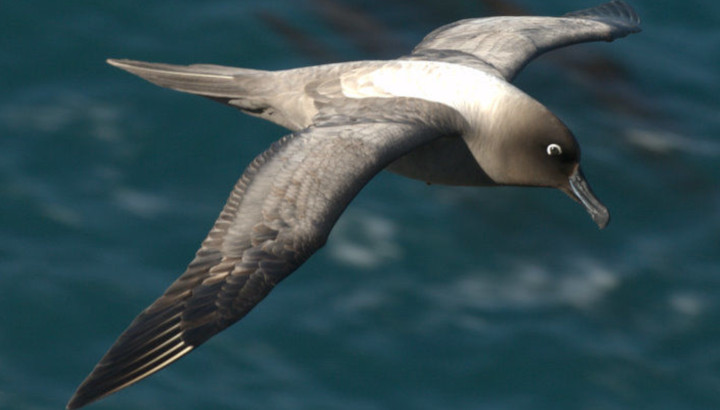 Albatros fuligineux en vol - © Yann Libessart